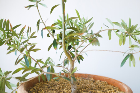 オリーブを植え付ける準備