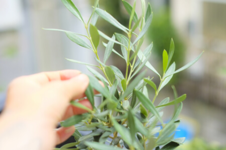 オリーブを植え付ける方法