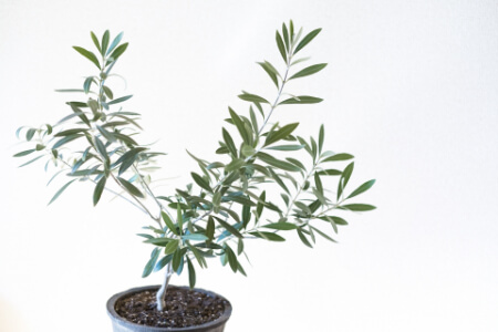 鉢植えオリーブで失敗しやすいポイントとその対策