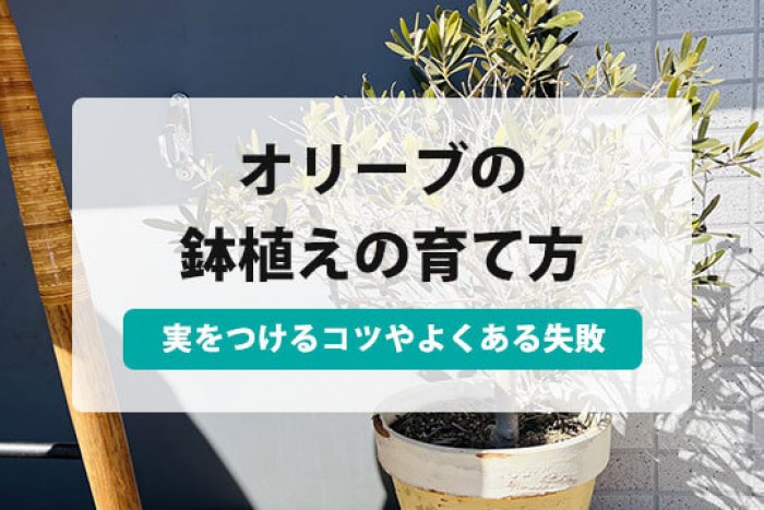オリーブ 鉢植え