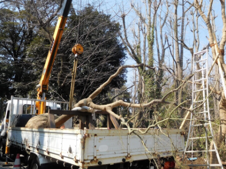 抜根依頼 重機入れるスペース有り