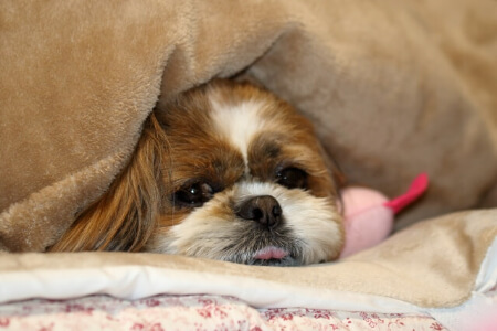 ペットのしつけ 育犬ノイローゼにならないペットのしつけ方を紹介 すまいのほっとライン