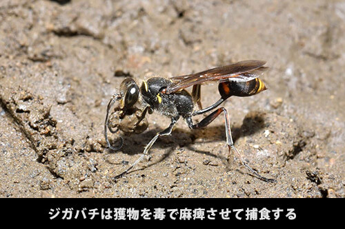 ジガバチは獲物を毒で麻痺させて捕食する