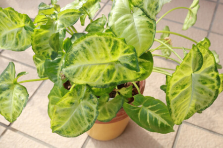 庭のヤブ蚊予防はヤブ蚊が嫌う植物を植えよう