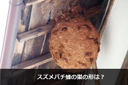 スズメバチについて誤解しやすい4つの事