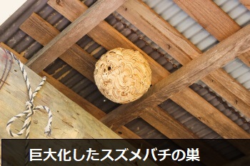 スズメバチの巣 正しいスズメバチの巣の特徴や駆除方法を知ろう すまいのほっとライン