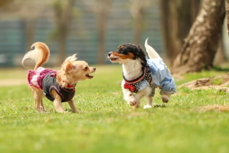 犬の保険に加入する前にチェックすべき4つのポイント