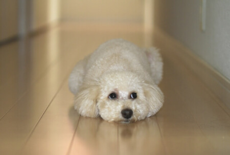 【犬の寿命】愛犬の寿命が短くなるやってはいけない事