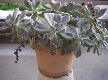 【テラコッタ鉢の植物】テラコッタ鉢に合う植物を知ろう!
