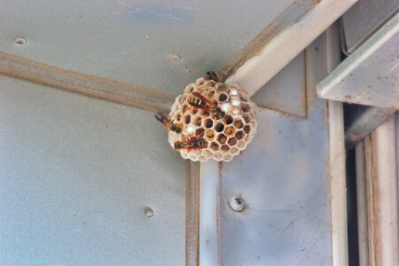 アシナガバチは危険なの?毒性が強いから危険です!注意して!