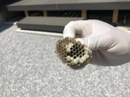 アシナガバチの駆除をプロの業者に依頼したらいくら必要なの?