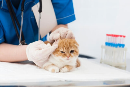 猫の保険に加入する2つのメリット