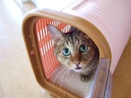 猫の保険のデメリットは「補償範囲」と「保険料の掛け捨て」