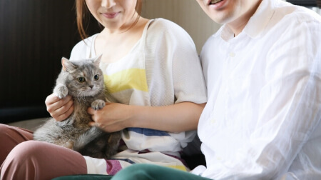 猫の保険「掛け金はいくらくらい?」