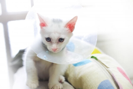 猫の保険に入るべき?猫がなりやすい3つの病気と怪我
