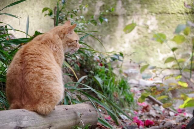 猫背にも3つのタイプがある