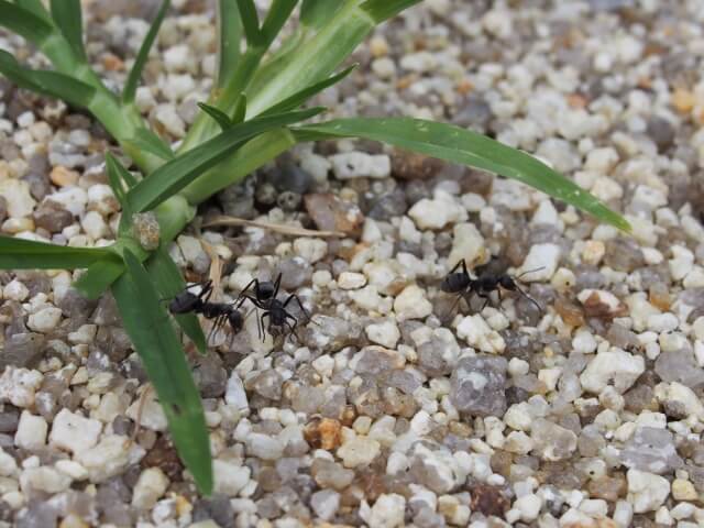 蟻の駆除 発見したアリはいい虫 人間に害がある蟻は駆除しよう すまいのほっとライン