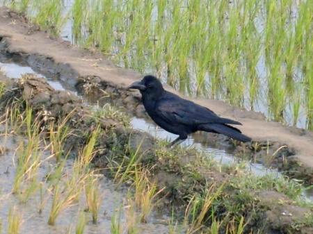 カラスの鳴き声には意味があった カラスの鳴き声に限界がくる前に住みつかない環境づくりを すまいのホットライン