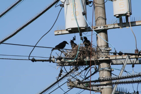 カラスの鳴き声には意味があった カラスの鳴き声に限界がくる前に住みつかない環境づくりを すまいのホットライン