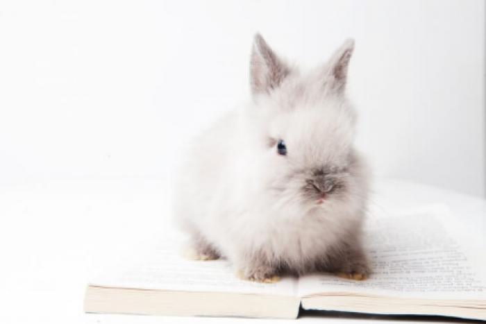 方 うさぎ 飼い 【ウサギ】ミニウサギの飼い方を紹介！飼育の４つのコツと注意点とは？