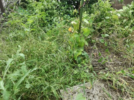 【除草剤の種類】農薬登録