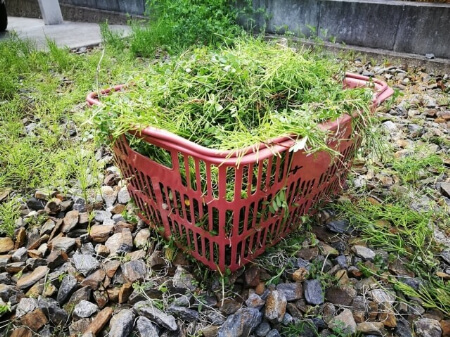 【除草剤の種類】選択性