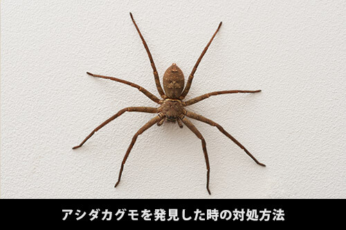 アシダカグモは人間に害がない!?