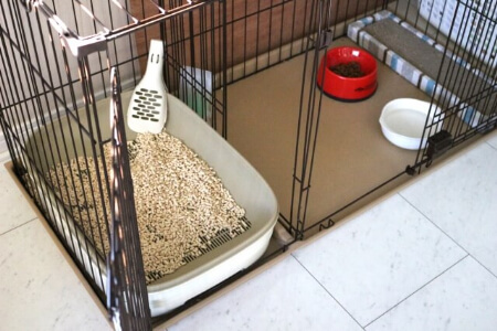 【猫のチンチラ】チンチラを飼う前に揃えておきたい道具