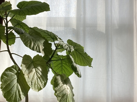 ウンベラータ 観葉植物 ウンベラータの育て方や剪定する方法 すまいのほっとライン