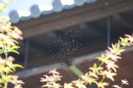 蚊柱の正体は「ユスリカ」です