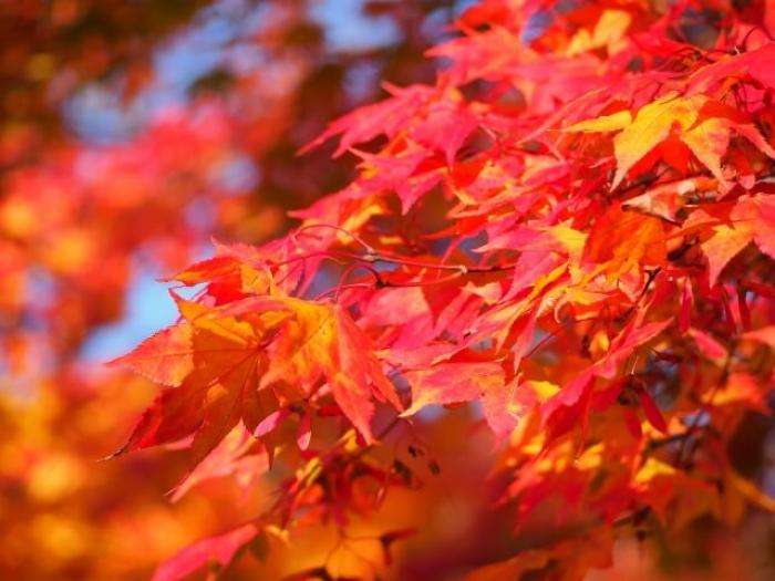 もみじの剪定 秋に綺麗な紅葉を楽しむ秘訣 正しいもみじの剪定時期や方法を解説 すまいのほっとライン