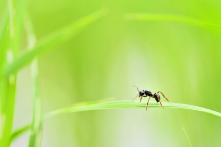 シロアリとゴキブリ 似てないけど実はシロアリはゴキブリの仲間です すまいのほっとライン