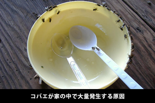 コバエ駆除と予防 コバエが大量発生する理由とおすすめの対策グッズ すまいのほっとライン