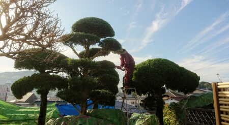 松の剪定は素人には難しい 松の剪定を業者に依頼する料金相場を紹介 すまいのほっとライン