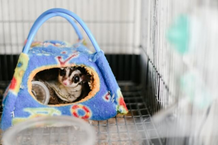 【フクロモモンガの飼育】飼育に必要なものを揃えよう!