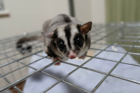 【フクロモモンガの飼育】臭い対策は欠かせません!