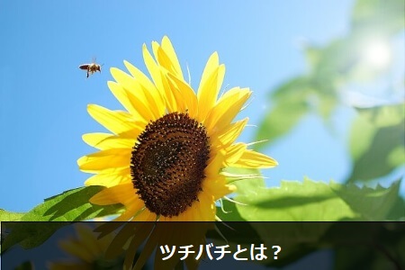 地面付近を飛び回るツチバチの特徴を知ろう