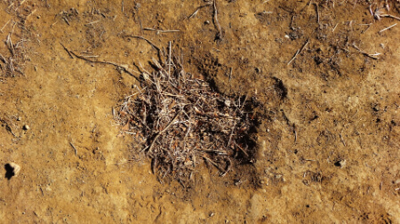 ツチバチに似て地面付近を飛び回る2種類の蜂