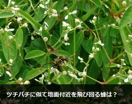 ツチバチに似て地面付近を飛び回る蜂