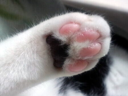 ペットがフローリングを傷つけない4つの対策