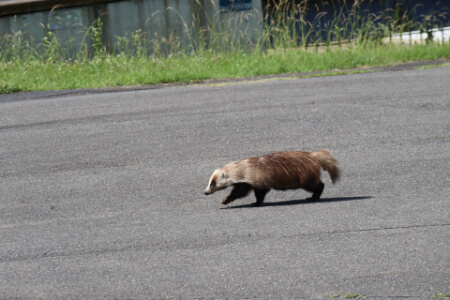 【アナグマの駆除】今後のアナグマの駆除が変わる可能性