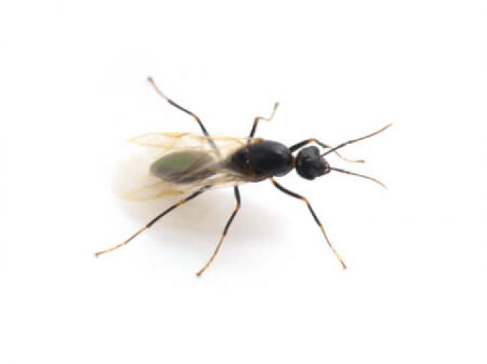 発見した羽アリは白蟻 黒蟻 羽アリの見分け方と対処方法のまとめ すまいのほっとライン
