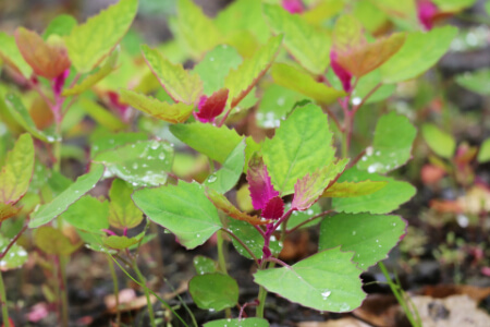 除草剤を使ってアカザを除草するポイント