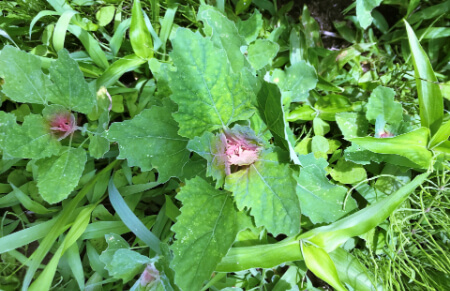 業者にアカザ除草を依頼する料金相場は?