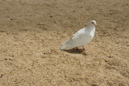 日本に生息する白い鳩は3種類 アイテムを使って白い鳩の対策しよう すまいのほっとライン