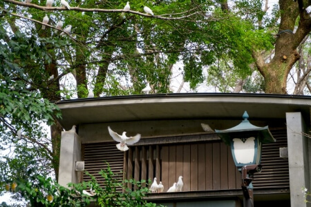 【白鳩の被害】白鳩による2つの被害に注意しよう!