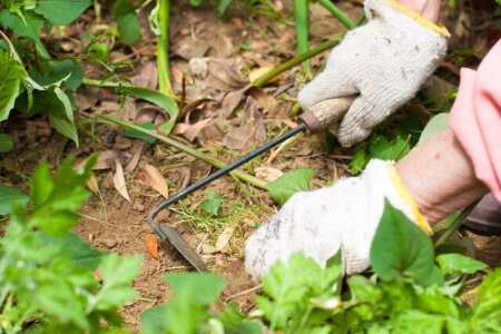 効率的にできる草刈りの道具と使い方を紹介 オススメの草刈りの道具 すまいのほっとライン