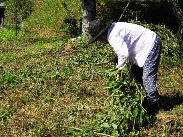 草刈りの道具 効率的にできる草刈りの道具と使い方を紹介します すまいのほっとライン