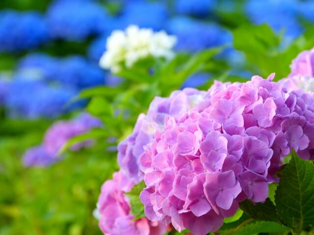 種類にごとの剪定時期