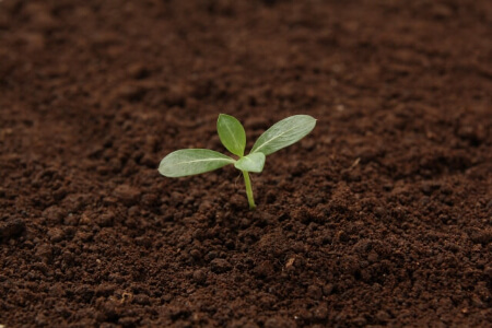 【芝生の手入れ】手入れに欠かせない「除草」と「肥料」